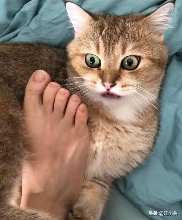 猫咪闻到臭脚后为什么会张开嘴:请问，猫咪不会嫌弃自己的主人脚臭吗？