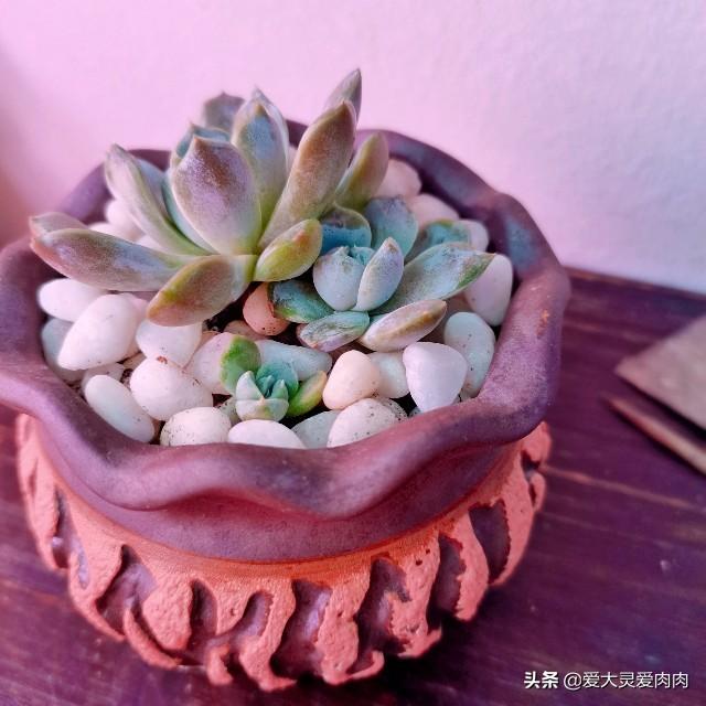 头条问答 刚买的多肉植物怎么养 两个四厘米高 爱大灵爱肉肉的回答 0赞