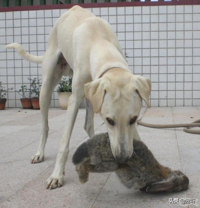 东非猎犬的速度:世界上的三大猎犬是哪些猎犬？有何依据？