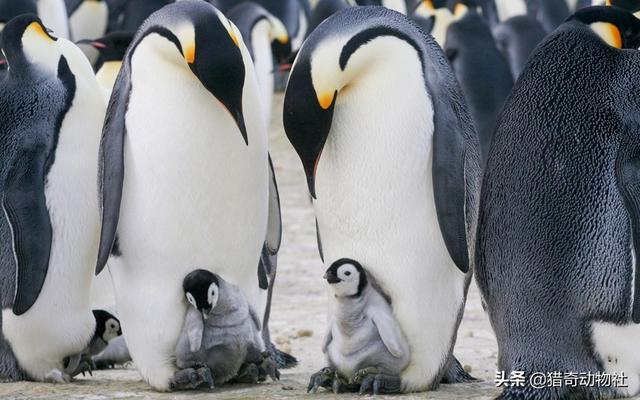 企鹅产卵:为什么帝企鹅的卵孵化要65至75天？