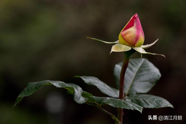 月季花的栽培小技巧:月季花的栽培管理要注意哪些方面的问题？