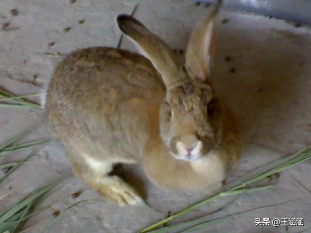 临沂宠物兔养殖场:大型兔厂里养的兔子都销往何处了？