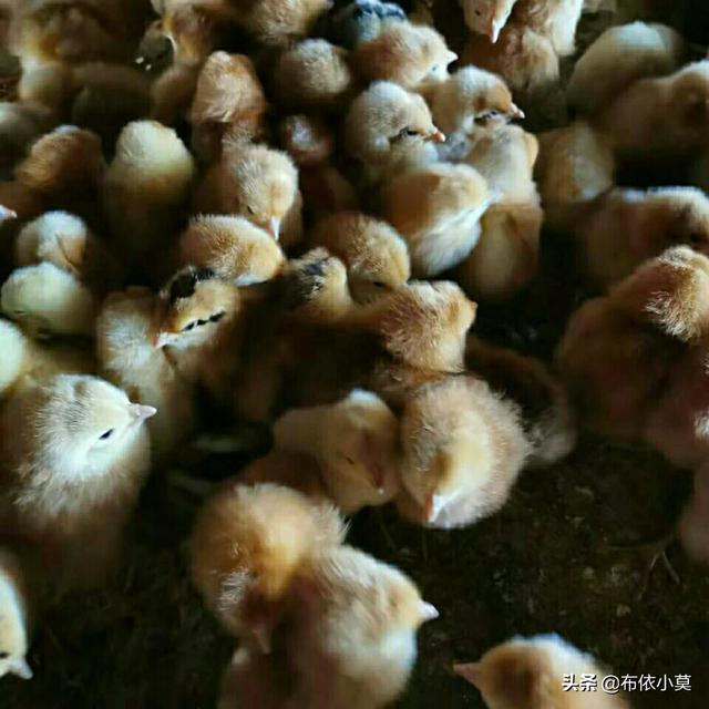鸡球虫疫苗怎样储存:饲料鸡买回来先做什么预防？