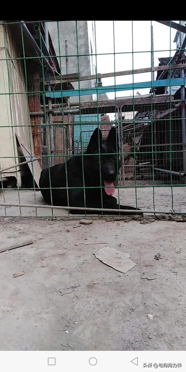 德牧是最好的护卫犬:德国牧羊犬的战斗力怎么样？