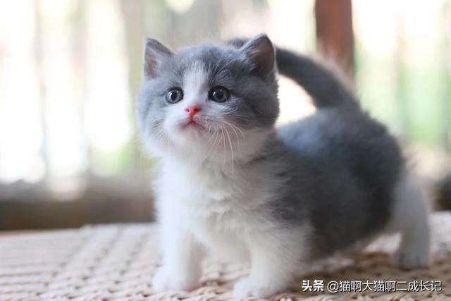 折耳猫踩奶是什么意思:猫往人身上蹭是什么意思？