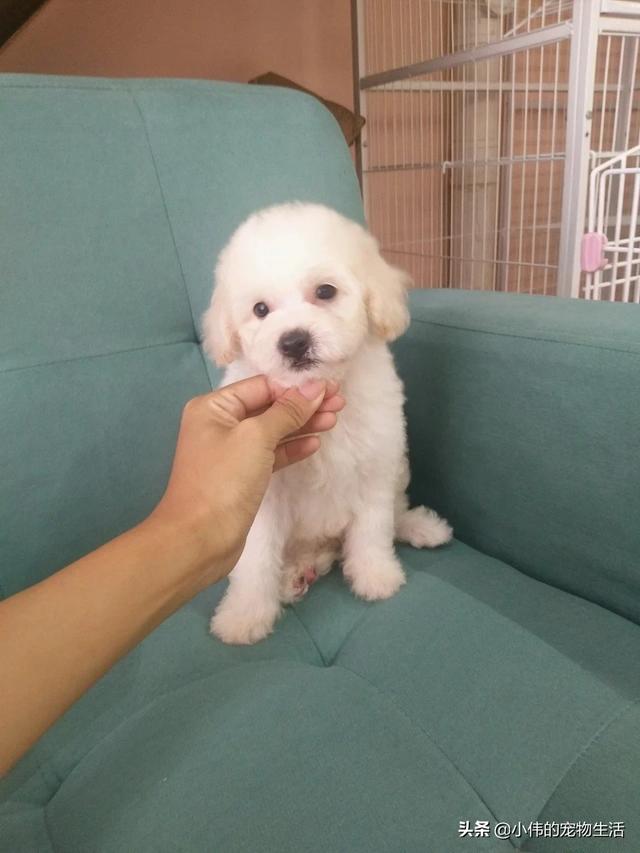 珍岛狗适合家养吗:为什么说泰迪犬很适合家养呢？