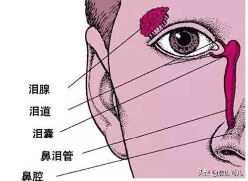 新生儿角膜炎症状图片:新生儿右眼不通，老长眼屎，该如何护理？