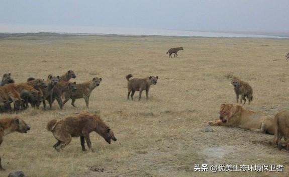 非洲鬣狗和藏獒打架视频:同样数量的一群鬣狗遇到一群狼，互殴起来哪方胜算更大？