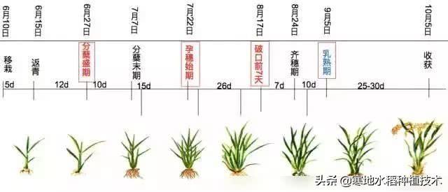 水稻一生分六个阶段图片
