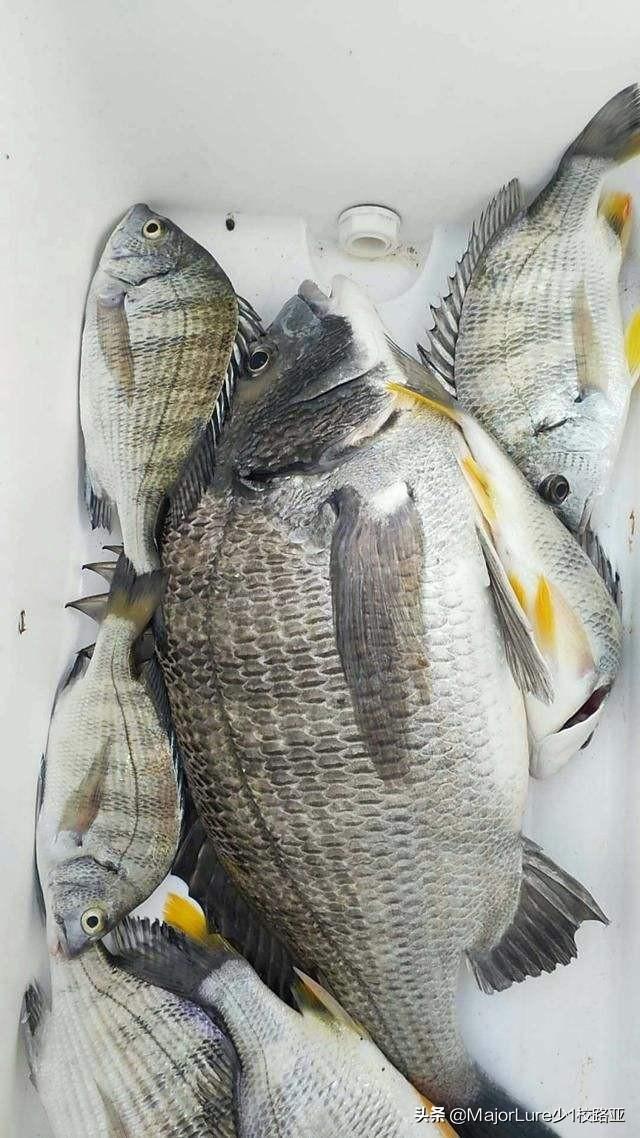 其次,黑鲷鱼路亚作钓刍议.