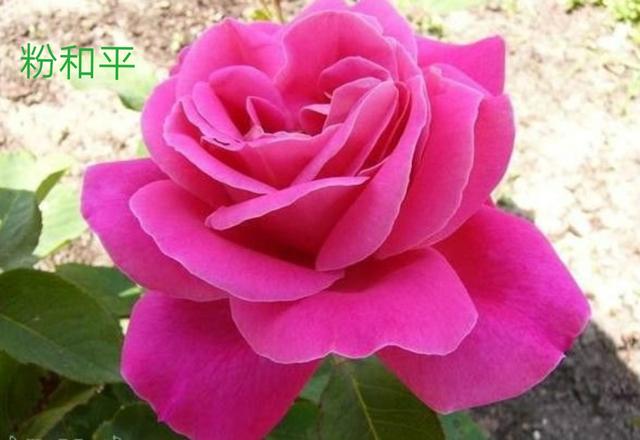 优秀月季花品种介绍百度网:名贵月季十大品种是哪些品种？