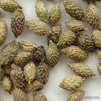 植物种子的传播方式有哪些(植物种子的传播方式有哪些 百度经验)