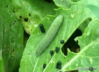 头条问答 菜园里的青菜被虫咬了很多孔 是什么害虫 该怎么防治 陌上花开且缓归的回答 0赞