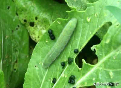 头条问答 菜园里的青菜被虫咬了很多孔 是什么害虫 该怎么防治 19个回答