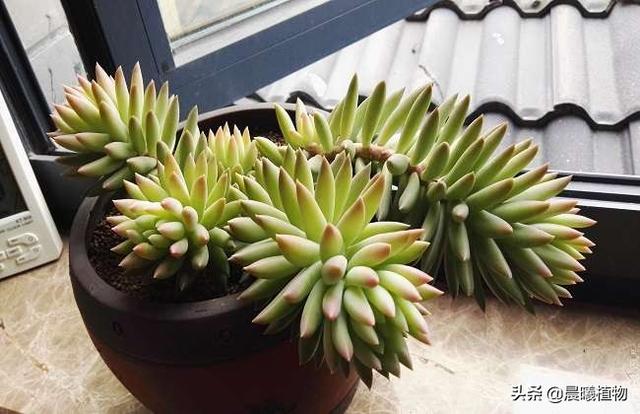 王玉珠帘多肉植物图片:这是什么品种的多肉植物？