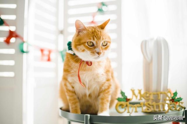 家猫品种哪种好看些:为什么有些布偶串的猫这么好看？