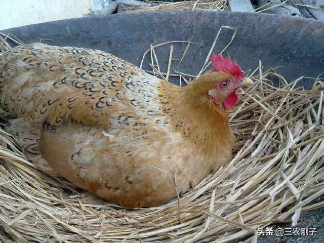 散养土鸡:农村里散养土鸡，为什么鸡窝里面总要留一个鸡蛋？