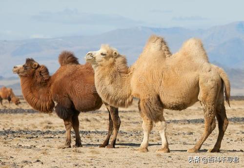现在国内的骆驼有几种? - 百科网