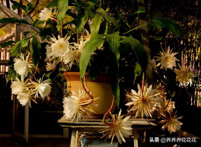 假昙花为什么不开花:我养的昙花为什么不开花？怎么养好？