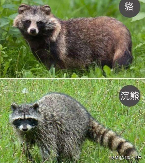俊介君是什么狗 俊介君是什么狗:俊介君是什么狗 俊介犬有体味吗？掉毛吗？适合有宝宝的家里养吗？