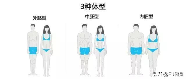 头条问答 人的体型真的可以分成内胚 中胚 外胚型吗 4个回答