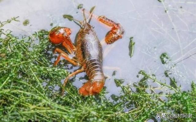 雪球虾死亡:南美对虾养殖出现死虾怎么应对？