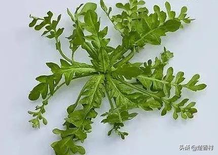 你吃过哪些野菜？味道怎么样？