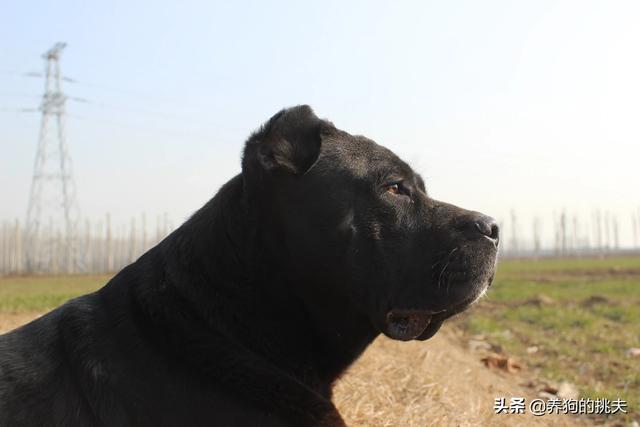 被狗狗咬伤潜伏期:有医生说被猫狗咬十日观察法不准确对吗？