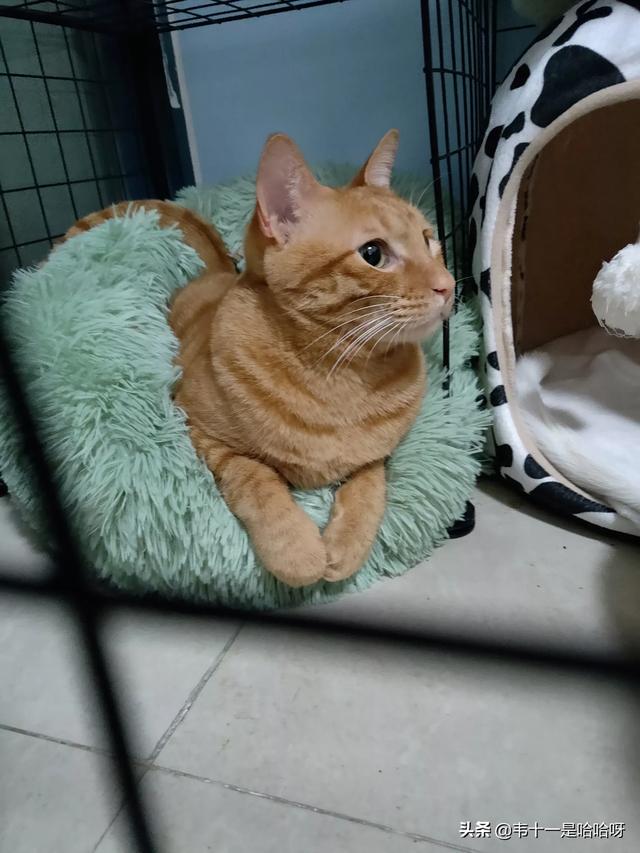 主人抓着橘猫的手跳舞:猫咪会不会六亲不认对主人又抓又咬呢？