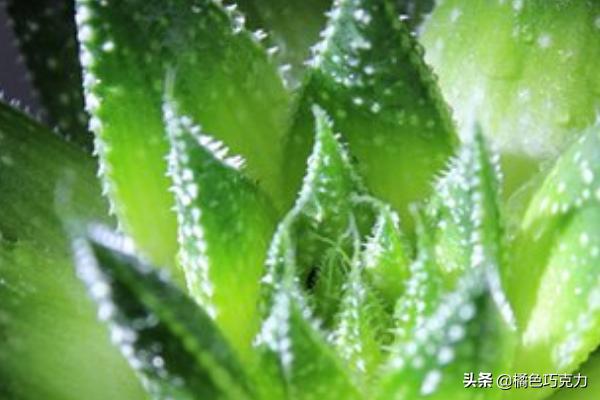 芦荟怎么种,芦荟怎么养殖，怎样养芦荟？
