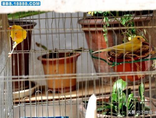 芙蓉鸟繁殖技术视频:谁知道高冠芙蓉鸟的饲养方法？