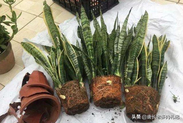 一叶兰l小盆怎样换大盆:君子兰换盆怎么换？原花盆里的土还要吗？