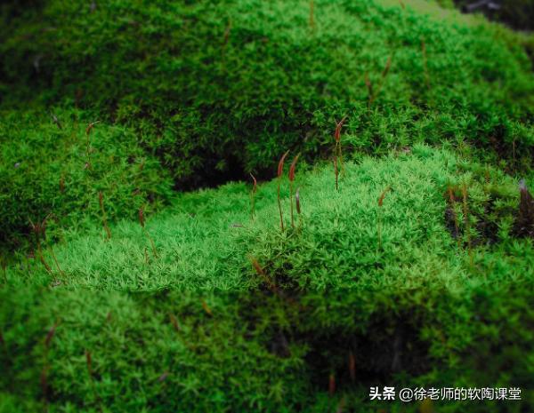 柴璐照片:古诗《鹿柴》的意思怎么理解