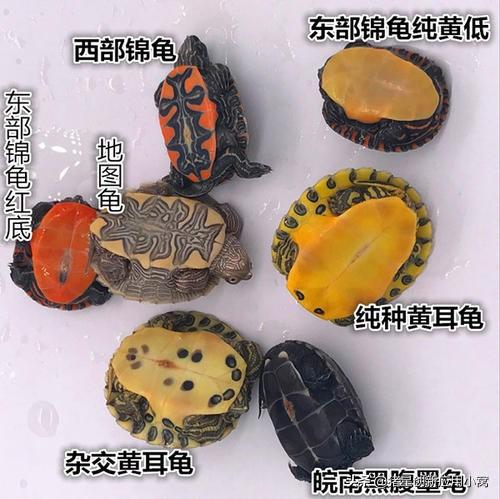 西部锦龟多久换壳:人们说千年的王八，万年的龟！乌龟真能活一万年吗？