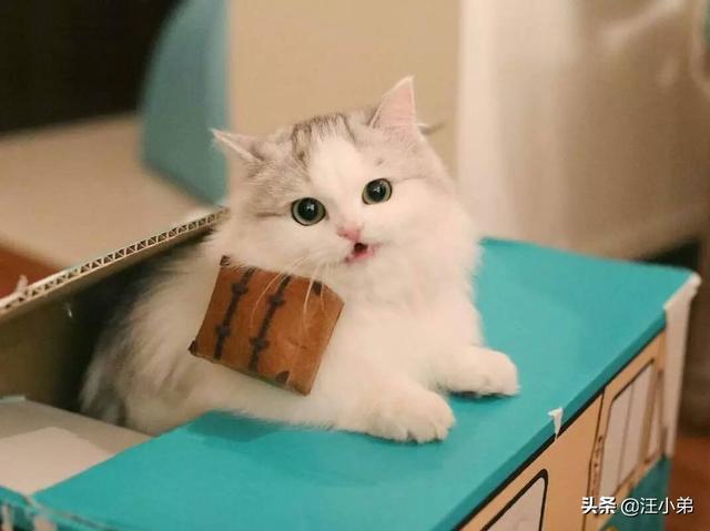 看见公猫端母猫:公猫养大之后，真的因为去寻找母猫而再也不回家嘛？