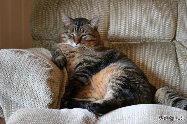 怎样帮猫减肥:猫咪会不会意识到自己很胖需要减肥呢？