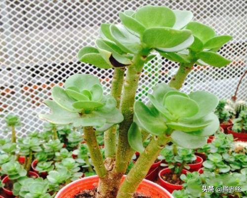 金钱串子的养殖方法和注意事项:钱串子的养殖方法和注意事项？