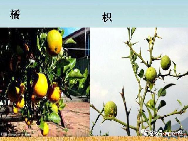 特郎普总统,若是韩国,估计他会有什么结果？