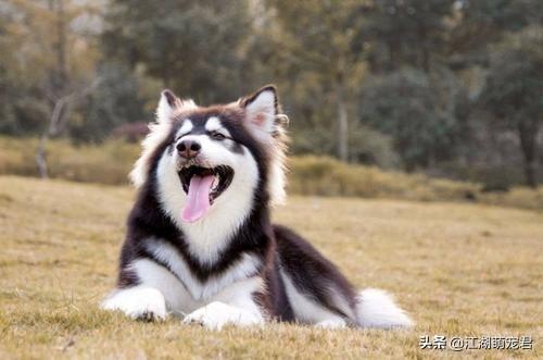 阿拉斯加犬性格忠实活泼:金毛、萨摩耶、阿拉斯加、边牧，这四种哪种适合第一次养狗的人？