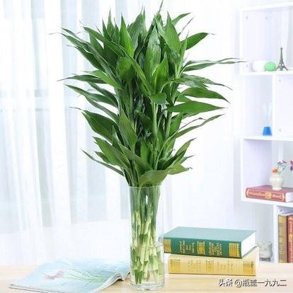 富贵竹的种植方法及注意事项:怎样让买来的富贵竹快速生根？