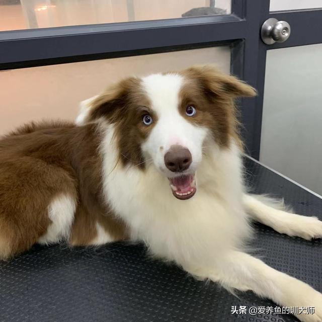 狗狗健康成长100问:怎么判断狗市买的狗狗是否健康？