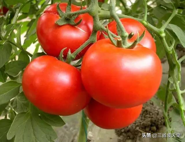 蔬菜营养生长与生殖生长的关系，西红柿需要什么样的生长环境