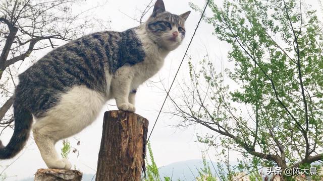 世界上最好看的猫咪有多好看，你们家的狸花猫是怎样的有多好看