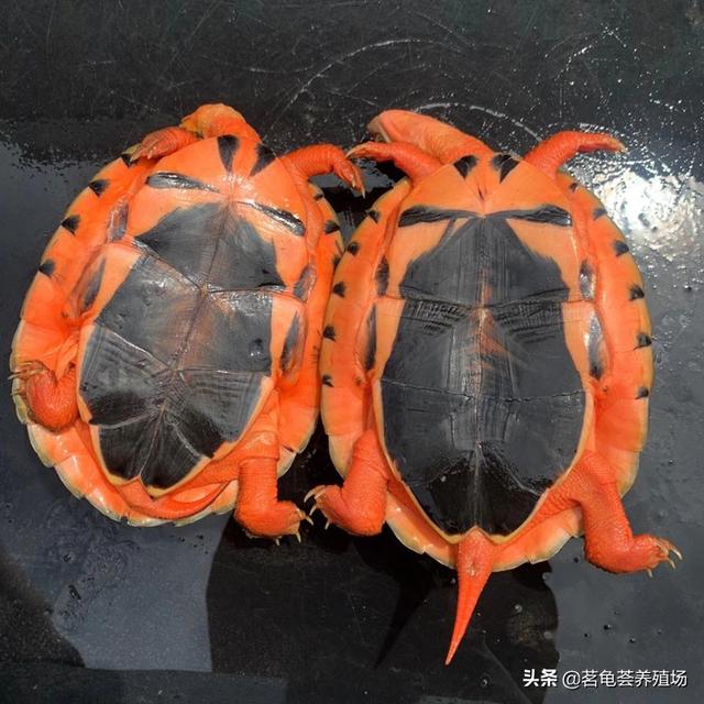 怎样养殖金钱龟稚龟:金钱龟怎么养？有几个品种？