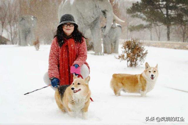 宠物变色龙吃什么:有哪些养宠物的事实，没养过宠物的人一定不会相信？