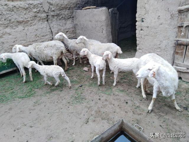 土霉素片说明书:新手养羊人如何“看”羊病？