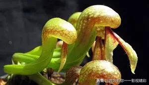 眼镜蛇瓶子草属:世界上最恐怖的植物是什么？