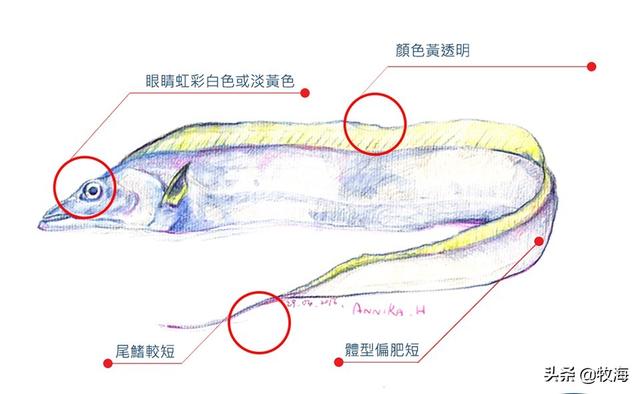 黑牙带鱼图:大家对带鱼了解有多少，带鱼到底有几种，吃过多贵的带鱼？