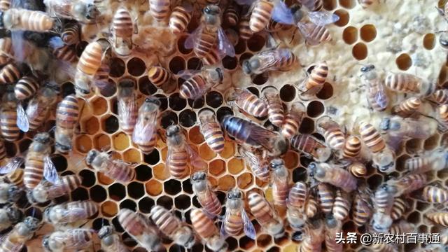 蚂蚁与蜂蜜，蚂蚁和蜜蜂等这类生物，会产生一个群体意识吗