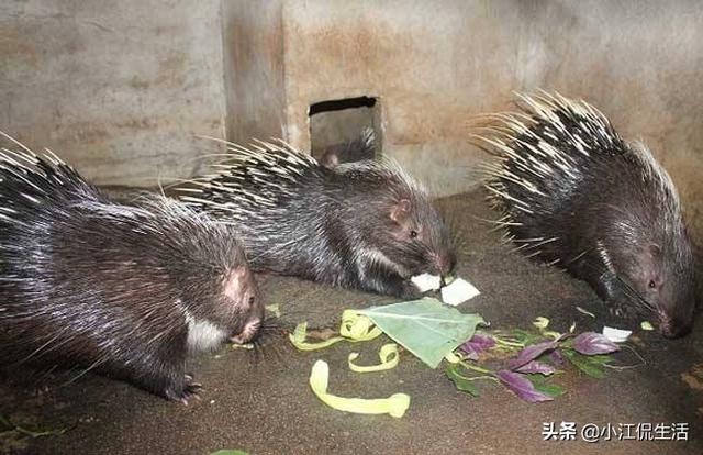牛头梗豪猪:养豪猪有前途吗，如何养殖？